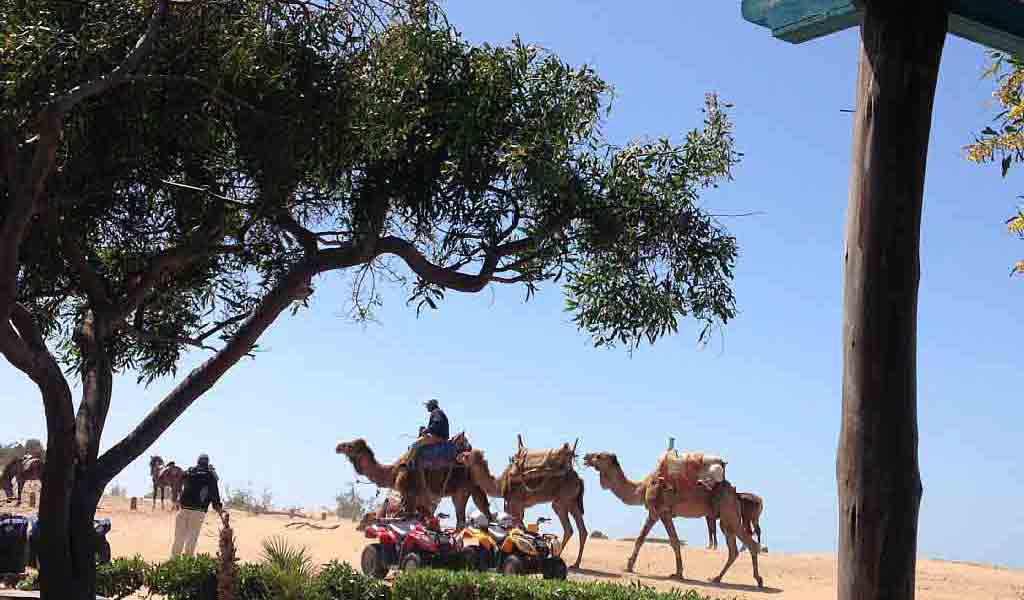 A proximité du riad : promenades en chameaux et en quad